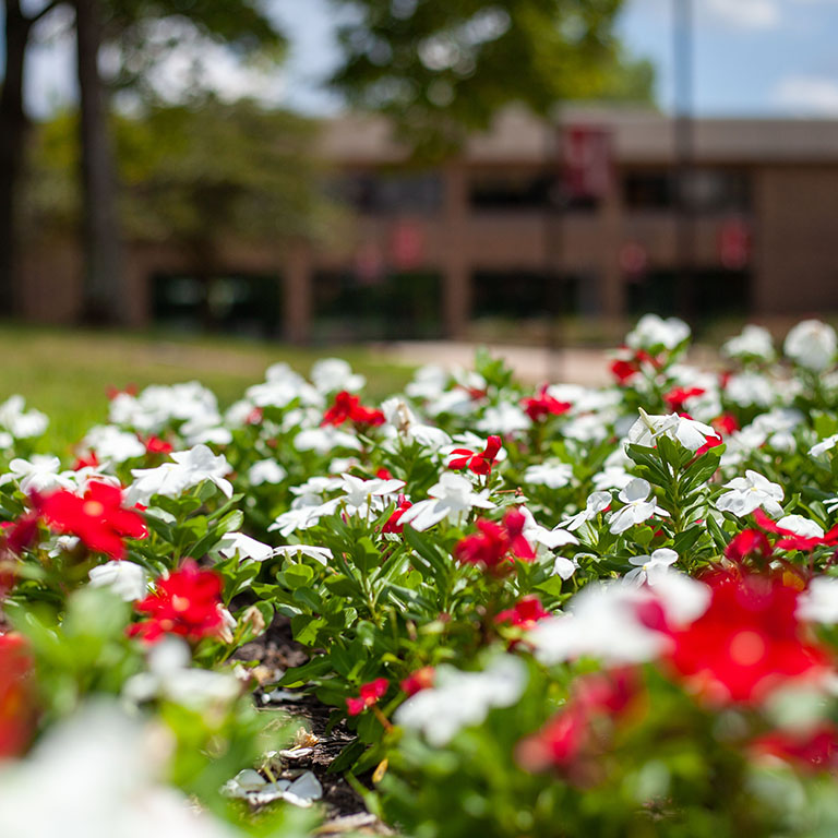 Red and white flowers on the Whitewater Hall walkway.